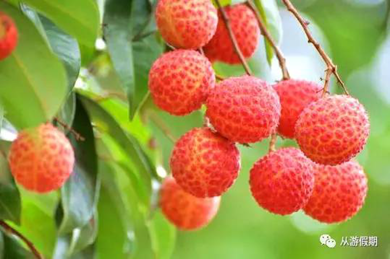 萝岗区水果种植行业动态：品质与创新同行